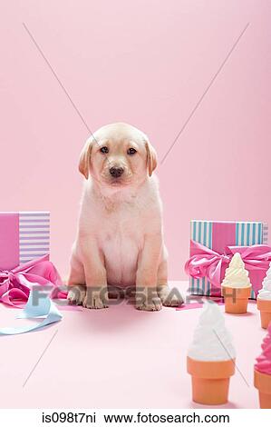 Labrador puppy with gifts and ice cream cones View Large Photo Image Stock Image - Labrador puppy with gifts and ice cream cones. Fotosearch