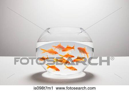 Stock Image - Large group of goldfish in bowl. Fotosearch