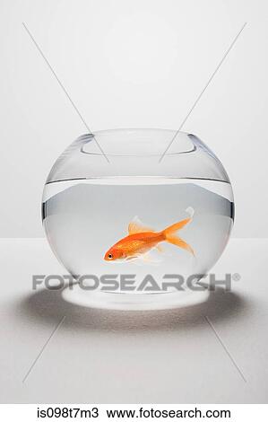 Large group of goldfish in bowl View Large Photo Image Stock Image - Large group of goldfish in bowl. Fotosearch