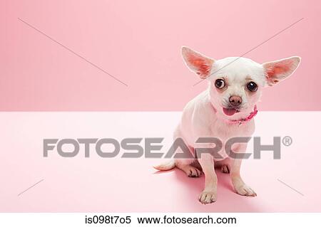 Portrait of a chihuahua making a face View Large Photo Image Stock Photography - Portrait of a chihuahua making a face. Fotosearch
