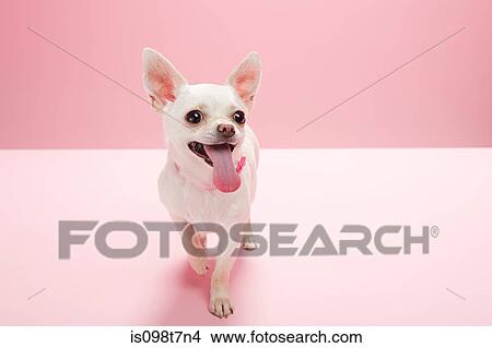 Portrait of a chihuahua View Large Photo Image Picture - Portrait of a chihuahua. Fotosearch