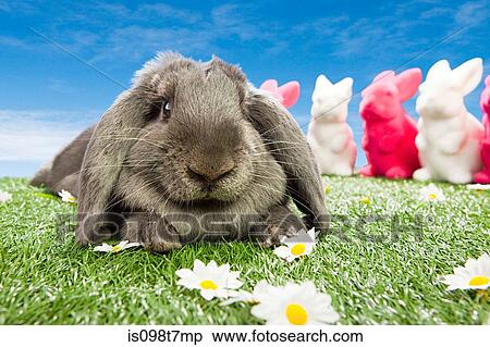 Stock Photography - Rabbit at easter. Fotosearch