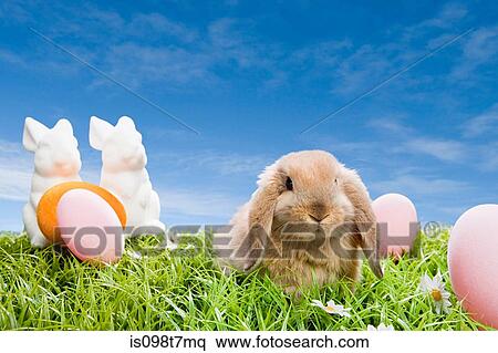 Rabbit at easter View Large Photo Image Stock Photography - Rabbit at easter. Fotosearch