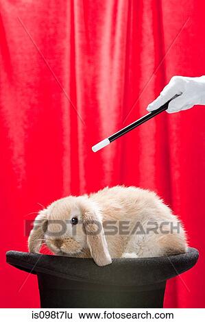 Rabbit in top hat with and magician with wand View Large Photo Image Stock Photograph - Rabbit in top hat with and magician with wand. Fotosearch