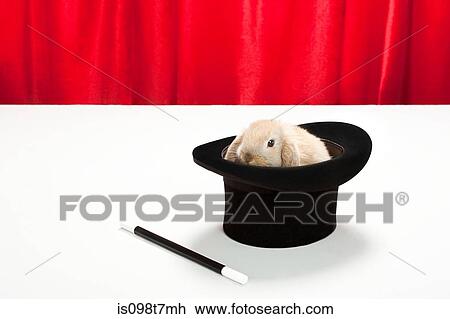 Rabbit in top hat with magic wand View Large Photo Image Stock Image - Rabbit in top hat with magic wand. Fotosearch