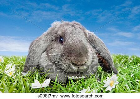 Stock Photo - Rabbit on grass. Fotosearch