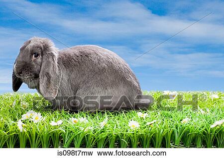 Rabbit on grass View Large Photo Image Stock Photo - Rabbit on grass. Fotosearch