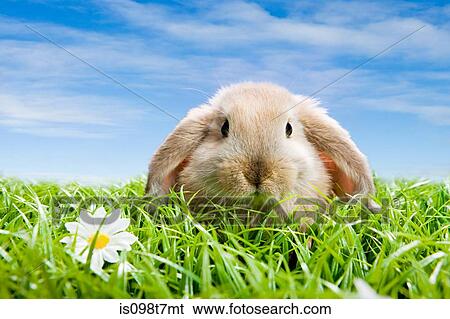 Rabbit on grass View Large Photo Image Stock Photograph - Rabbit on grass. Fotosearch