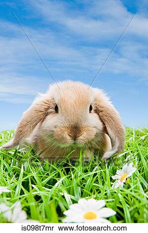 Rabbit on grass View Large Photo Image Stock Photography - Rabbit on grass. Fotosearch