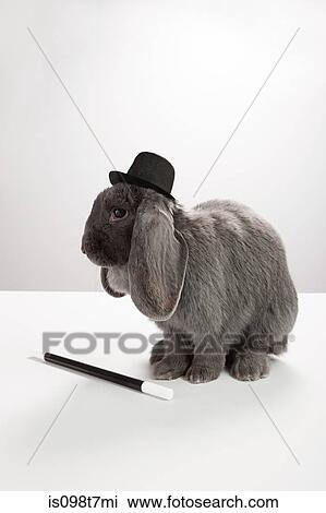 Rabbit wearing top hat with magic wand View Large Photo Image Stock Image - Rabbit wearing top hat with magic wand. Fotosearch