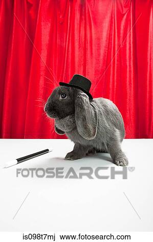 Rabbit wearing top hat with magic wand View Large Photo Image Stock Image - Rabbit wearing top hat with magic wand. Fotosearch
