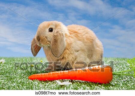 Picture - Rabbit with a carrot. Fotosearch