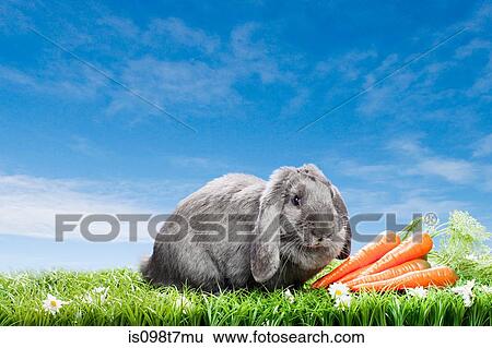Rabbit with carrots View Large Photo Image Stock Photograph - Rabbit with carrots. Fotosearch