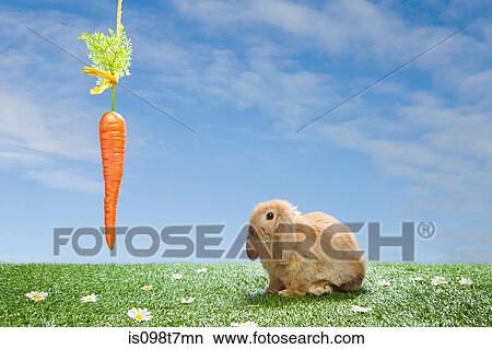 Picture - Rabbit with dangling carrot. Fotosearch