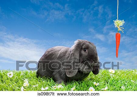 Rabbit with dangling carrot View Large Photo Image Stock Photograph - Rabbit with dangling carrot. Fotosearch