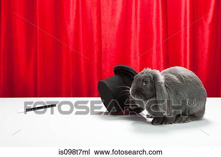 Rabbit with top hat and magic wand View Large Photo Image Stock Image - Rabbit with top hat and magic wand. Fotosearch