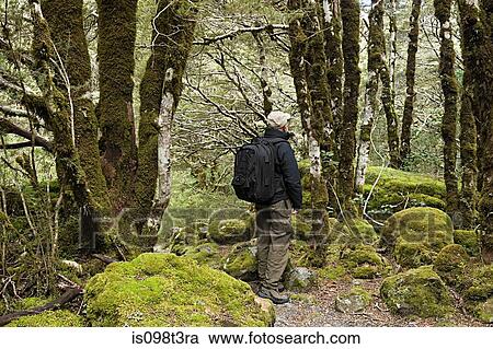 Arthur's Pass, hiking man in rain forest View Large Photo Image Stock Image - Arthur's Pass, hiking man in rain forest. Fotosearch
