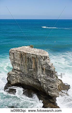 Auckland, aerial view of gannet rocks on Muriwai Beach View Large Photo Image Stock Image - Auckland, aerial view of gannet rocks on Muriwai Beach. Fotosearch