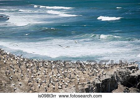 Auckland, aerial view of gannet rocks on Muriwai Beach View Large Photo Image Stock Photography - Auckland, aerial view of gannet rocks on Muriwai Beach. Fotosearch