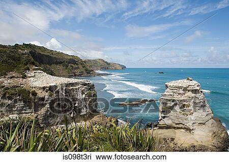 Auckland, coast with gannet rocks at Muriwai Beach View Large Photo Image Stock Image - Auckland, coast with gannet rocks at Muriwai Beach. Fotosearch