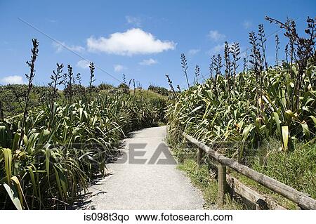 Auckland, path on Muriwai Beach View Large Photo Image Picture - Auckland, path on Muriwai Beach. Fotosearch