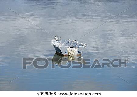 Bay of Islands, rowing boat with seagulls View Large Photo Image Stock Photograph - Bay of Islands, rowing boat with seagulls. Fotosearch