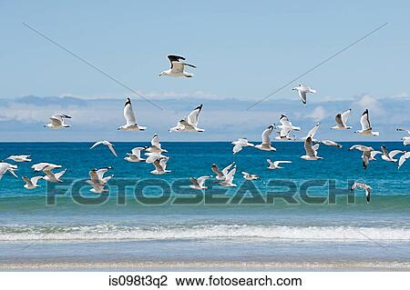 Stock Image - Bay of Islands, seagulls flying over sea. Fotosearch