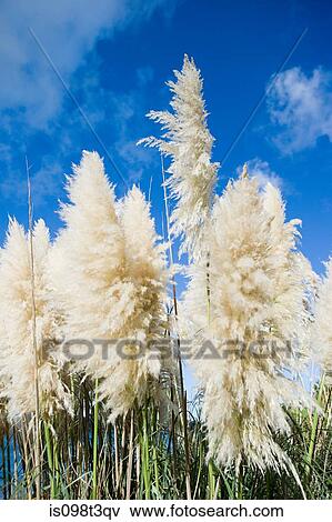 Cape Reigna, Pui Pui grass, close-up View Large Photo Image Stock Photo - Cape Reigna, Pui Pui grass, close-up. Fotosearch