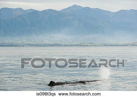 Kaikoura, humpback whale blowing View Large Photo Image Stock Photograph - Kaikoura, humpback whale blowing. Fotosearch