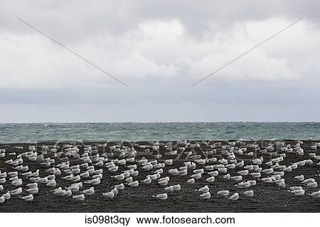 Kaikoura, seagulls on black beach View Large Photo Image Stock Photo - Kaikoura, seagulls on black beach. Fotosearch