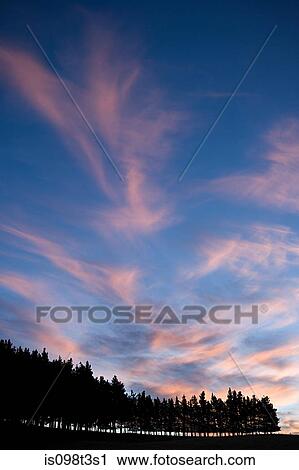 Marlborough, silhouettes of pine trees at sunset View Large Photo Image Stock Image - Marlborough, silhouettes of pine trees at sunset. Fotosearch