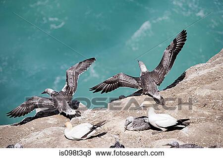 Stock Photo - Muriwai Beach, young gannets practicing flying. Fotosearch