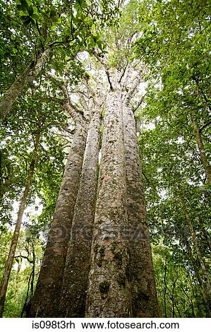 Northland, Waipoua Forest, giant Kauri trees View Large Photo Image Stock Image - Northland, Waipoua Forest, giant Kauri trees. Fotosearch