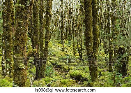 rain forest on Arthur's Pass View Large Photo Image Stock Image - rain forest on Arthur's Pass. Fotosearch