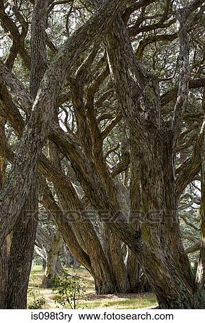 Wendeholm National Park, Pohutakawa Trees View Large Photo Image Stock Photo - Wendeholm National Park, Pohutakawa Trees. Fotosearch