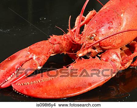 Lobster View Large Photo Image Picture - Lobster. Fotosearch