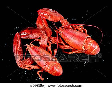 Lobster View Large Photo Image Stock Image - Lobster. Fotosearch