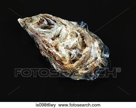 Oyster View Large Photo Image Stock Photo - Oyster. Fotosearch