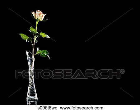 Rose in a vase View Large Photo Image Picture - Rose in a vase. Fotosearch