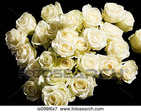 Stock Photo - White roses. Fotosearch