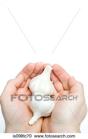 Person holding garlic bulbs View Large Photo Image Stock Image - Person holding garlic bulbs. Fotosearch