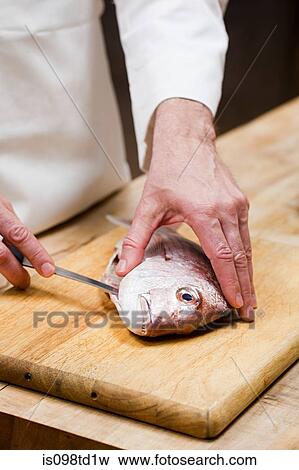 Male chef preparing fish in commercial kitchen View Large Photo Image Stock Photo - Male chef preparing fish in commercial kitchen. Fotosearch