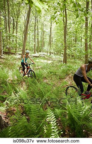 Two female cyclists in forest View Large Photo Image Stock Photo - Two female cyclists in forest. Fotosearch