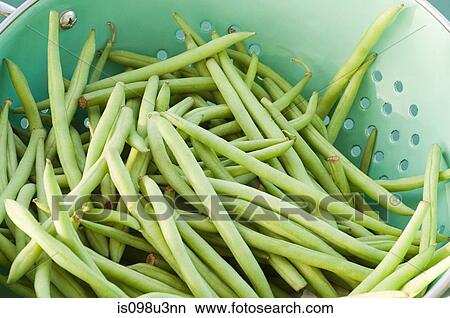 Picture - Green beans. Fotosearch