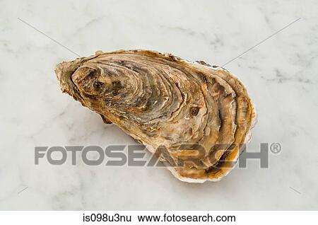 Oyster in shell View Large Photo Image Stock Photograph - Oyster in shell. Fotosearch