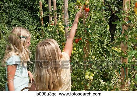 Stock Image - Girls picking fresh tomatoes. Fotosearch