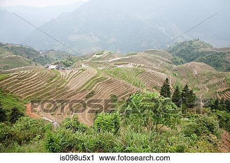 Stock Image - China, guangxi, longsheng, dragon's backbone rice terraces. Fotosearch