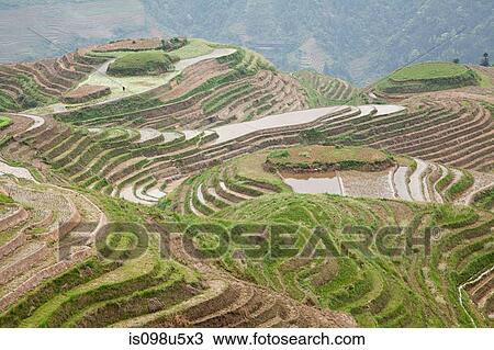 Stock Image - China, guangxi, longsheng, dragon's backbone rice terraces. Fotosearch