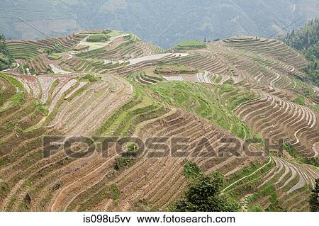 China, guangxi, longsheng, dragon's backbone rice terraces View Large Photo Image Stock Photo - China, guangxi, longsheng, dragon's backbone rice terraces. Fotosearch