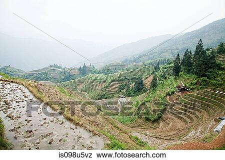China, guangxi, longsheng, dragon's backbone rice terraces View Large Photo Image Stock Photo - China, guangxi, longsheng, dragon's backbone rice terraces. Fotosearch